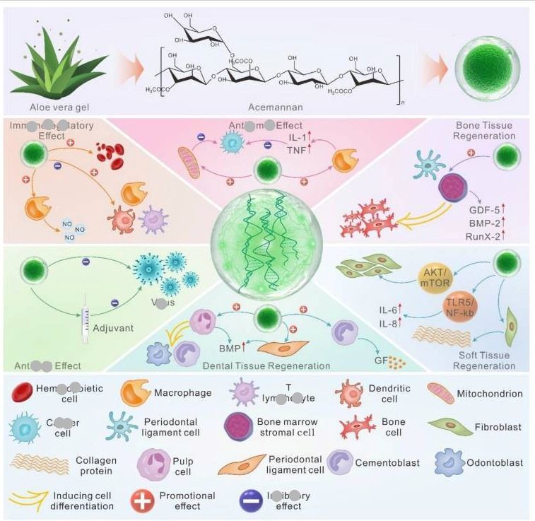 acemannan efect aloe vera