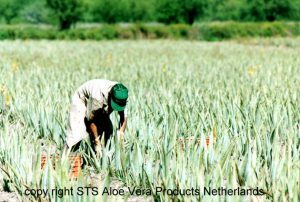 champ d'aloe vera - culture biologique - Ecolife