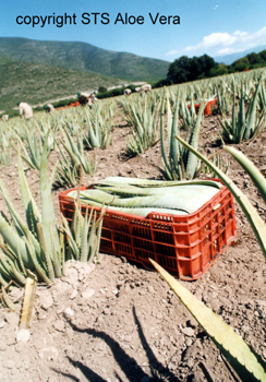 ecolife aloe vera plantage - biologisch