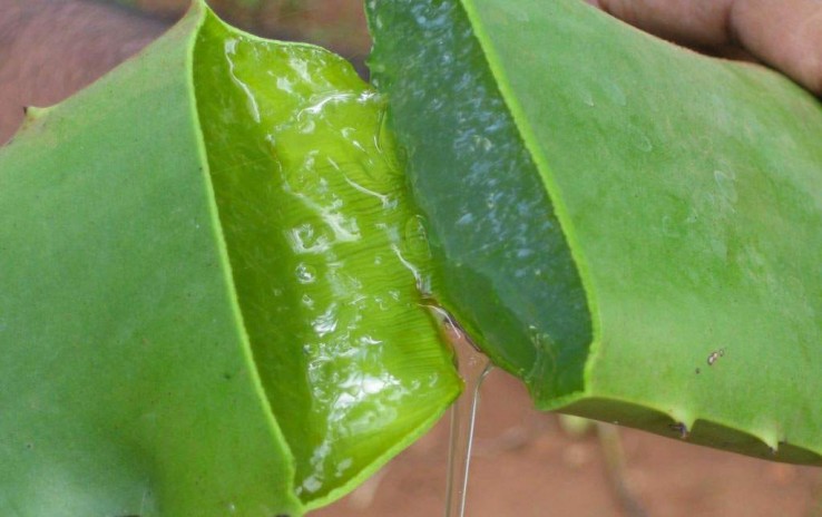 Begin Verdraaiing zweer Aloe vera afvallen. slanker en fitter met Aloë Vera Gel.