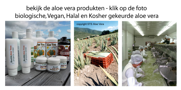 aloe_vera_ecolife