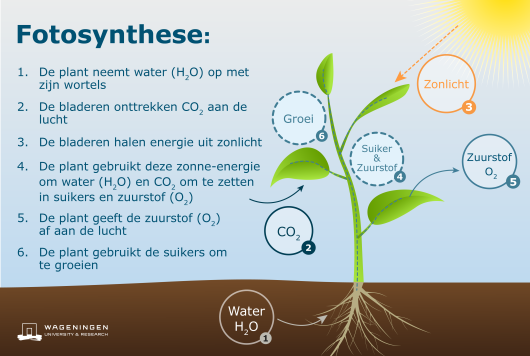 fotosynthese aloe vera ecolife
