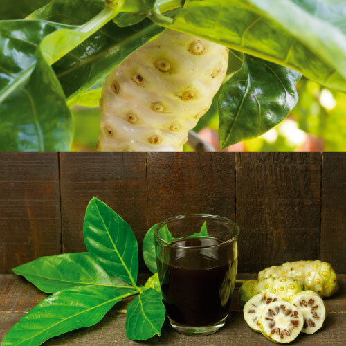 noni juice Ecolife