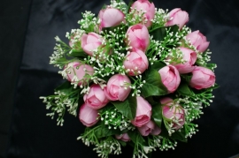Tulpen B-5742