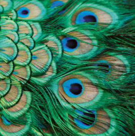 Sjaal - Pauwenveren Chiffon – Elegante Sjaal in Groen en Blauw