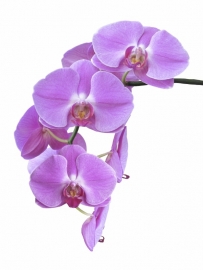 Fragrance oil for cosmetics / soaps / melts - Orchid - GOF346