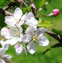 Fragrance oil for cosmetics / soaps / melts - Apple blossom - GOF322