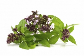 Essential oils Sweet Basil - EO023