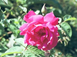 Fragrance oil for cosmetics / soaps / melts - Egyptian Rose - GOF338