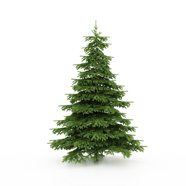 Fragrance oil for candles - Christmas tree / Pine tree - PKS404