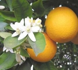 Essential oil Orange blossom (mixed) - EO019