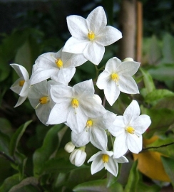 Fragrance oil for cosmetics / soaps / melts - Jasmine - GOS403