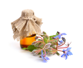 - NIEUW - Borage zaad olie - ongeraffineerd - 20% GLA (Biologisch) - OBW085