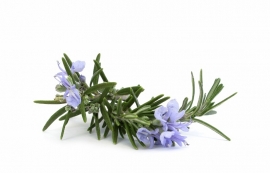 Essential oil Rosemary - EO018