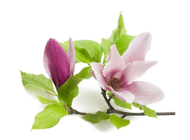 Fragrance oil for cosmetics / soaps / melts - Magnolia - GOF340