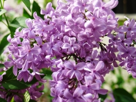 Fragrance oil for candles - Lilac blossom - PKB503