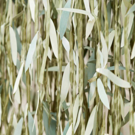 Backdrop bladeren "Botanical Babyshower"