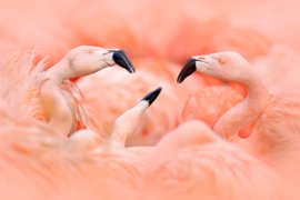Papermoon Fotobehang Groepje Flamingo's