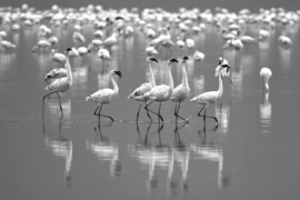 Papermoon Fotobehang Flamingo's Zwart-Wit