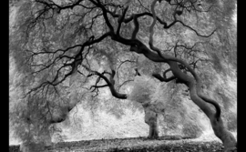 Papermoon Fotobehang Mystieke Bomen Zwart & Wit