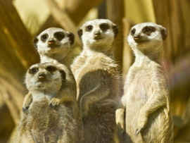 Papermoon Fotobehang Meerkat Familie