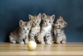Papermoon Fotobehang Schattige Kittens