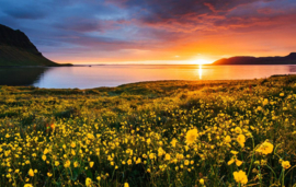 Papermoon Fotobehang Bloemenveld Kirkjufell IJsland