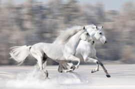 Papermoon Fotobehang Witte Paarden In De Sneeuw