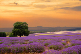 Papermoon Fotobehang Lavendel Veld