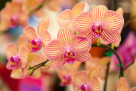 Papermoon Fotobehang Oranje Orchideeën