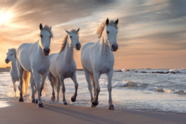 Papermoon Fotobehang Witte Paarden Aan Het Strand