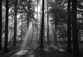 Papermoon Fotobehang Forest in the Morning 97006