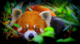 Papermoon Fotobehang Portret Van Een Rode Panda