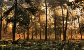 Noordwand Holland Fotobehang Herfstochtend 0224