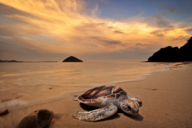 Papermoon Fotobehang Schildpad Op Het Strand