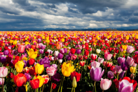 Papermoon Fotobehang Tulpenveld