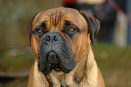 Papermoon Fotobehang Bullmastiff-Portret Hond