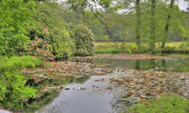 Noordwand Holland Fotobehang Hoge Veluwe vijver 7575