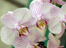 Papermoon Fotobehang Witte Orchidee