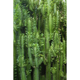 Esta Home Greenhouse Wallpaper XXL jungle cactus 158830