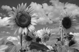 Papermoon Fotobehang Zonnebloemen In De Wolken Zwart-Wit