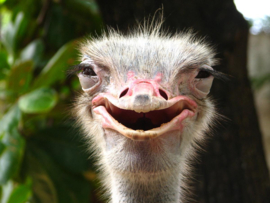 Papermoon Fotobehang Lachende Struisvogel