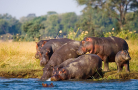 Papermoon Fotobehang Nijlpaarden Hippo Familie