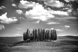 Papermoon Fotobehang Bomen In Het Open Veld Zwart-Wit