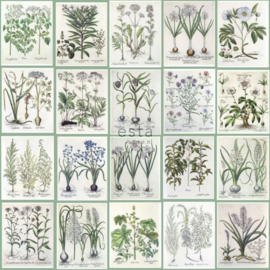 Esta Home Greenhouse Wallpaper  XXL Botanisch 158826