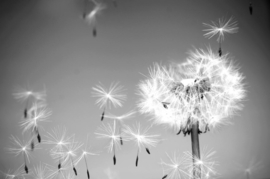 Papermoon Fotobehang Paardenbloem In De Wind Zwart & Wit