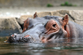 Papermoon Fotobehang Nijlpaard Onder Water