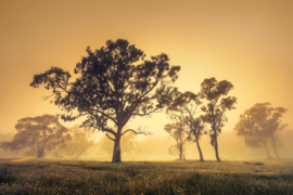 Papermoon Fotobehang Bomen In De Mist