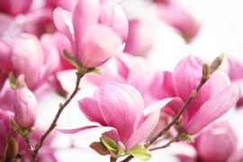 Papermoon Fotobehang Roze Magnolia