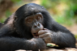 Papermoon Fotobehang Bonobo-Portret Aap